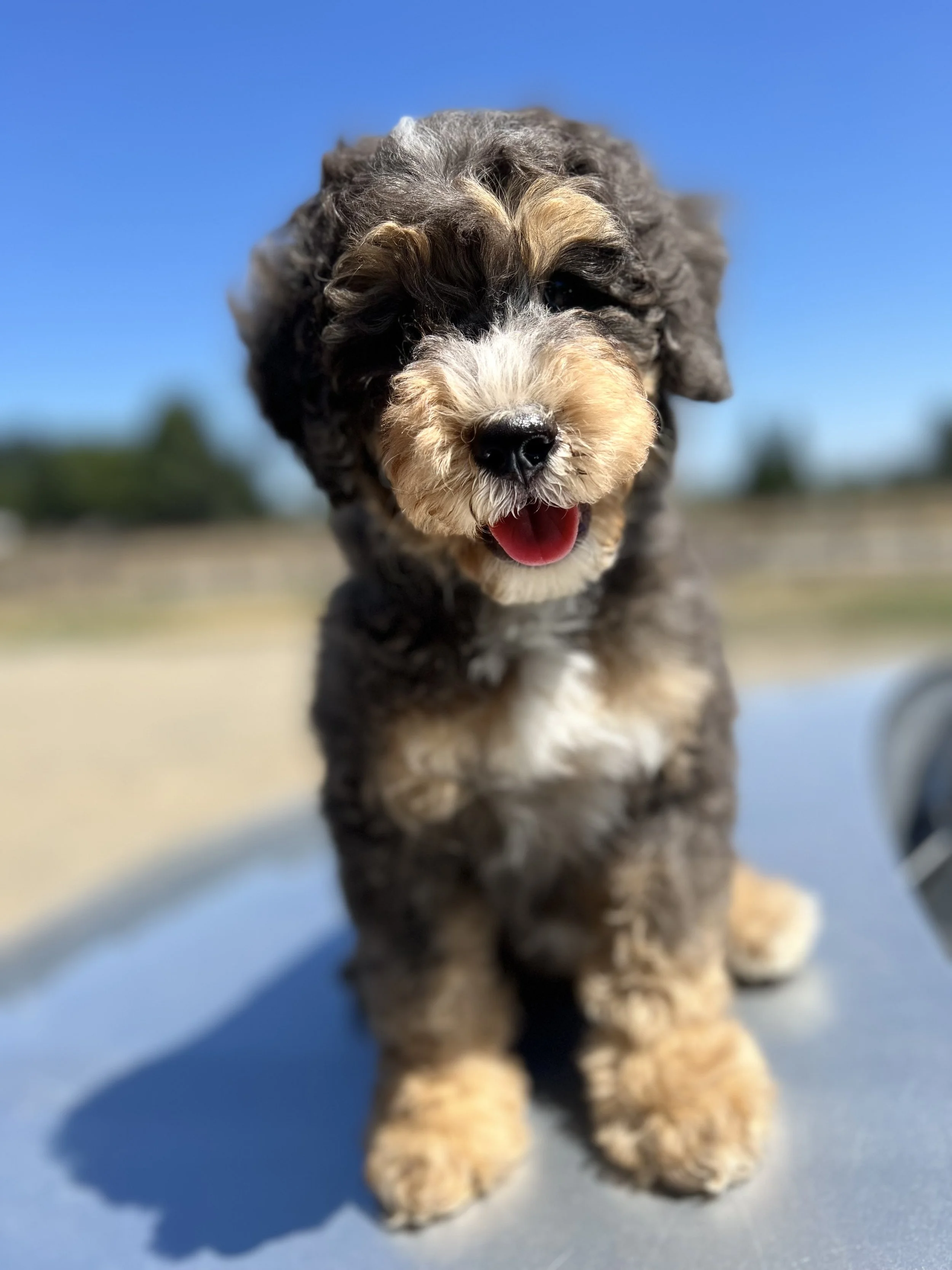 What is a Merle Labradoodle? Learn about the coat colors here